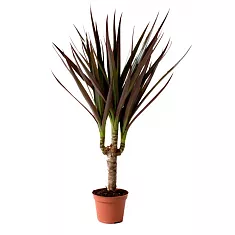 Драцена Маргината Маджента - Marginata magenta D12 H35