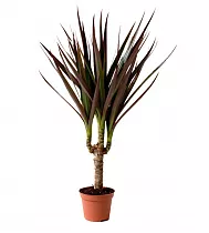 Драцена Маргината Маджента - Marginata magenta D12 H35