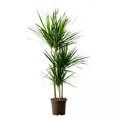 Драцена Маргината -Marginata magenta D12 H65