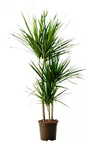 Драцена Маргината -Marginata magenta D12 H65