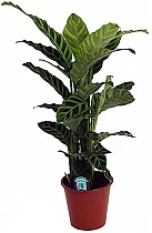 Калатея зебровидная - Calathea zebrina D18 H100