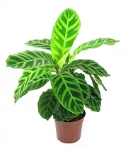 Калатея зебровидная - Calathea zebrina D12 H25