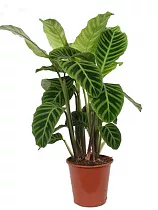 Калатея зебровидная - Calathea zebrina D17 H60