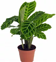 Калатея зебровидная - Calathea zebrina D12 H35
