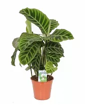 Калатея зебровидная - Calathea zebrina  D14 H40