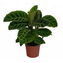 Калатея зебровидная - Calathea zebrina D9 H20