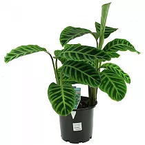 Калатея зебровидная - Calathea zebrina D12 H30