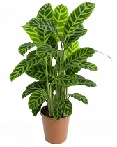 Калатея зебровидная - Calathea zebrina D17 H70