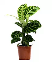 Калатея зебровидная - Calathea zebrina D14 H35
