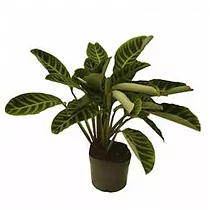 Калатея зебровидная - Calathea zebrinan D14 H25