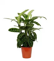 Калатея зебровидная - Calathea zebrina D14  H45