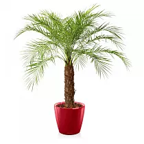 Пальма Финик Робелини + Lechuza CLASSICO 43