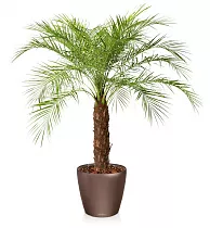 Пальма Финик Робелини + Lechuza CLASSICO 43