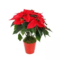 Пуансеттия (молочай красивейший) - Euphorbia pulcherrima D12 H40