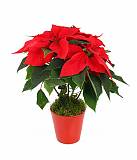 Пуансеттия (молочай красивейший) - Euphorbia pulcherrima D12 H40