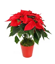 Пуансеттия (молочай красивейший) - Euphorbia pulcherrima D12 H40