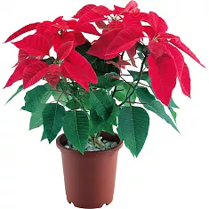 Пуансеттия (молочай красивейший) - Euphorbia pulcherrima D18 H50