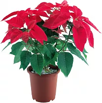 Пуансеттия (молочай красивейший) - Euphorbia pulcherrima D18 H50