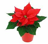 Пуансеттия (молочай красивейший) светло-красный - Euphorbia pulcherrima D10 H20