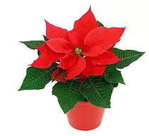 Пуансеттия (молочай красивейший) светло-красный - Euphorbia pulcherrima D10 H20