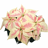 Пуансеттия (молочай красивейший) - Euphorbia pulcherrima D18 H45