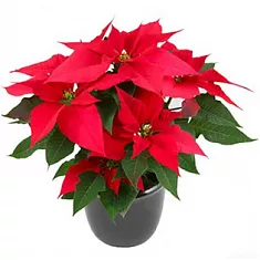 Пуансеттия (молочай красивейший) красный - Euphorbia pulcherrima D18 H45