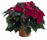 Пуансеттия (молочай красивейший) бордовый - Euphorbia pulcherrima D18 H45