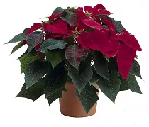 Пуансеттия (молочай красивейший) бордовый - Euphorbia pulcherrima D18 H45