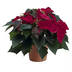 Пуансеттия (молочай красивейший) бордовый - Euphorbia pulcherrima D18 H45