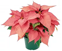 Пуансеттия (молочай красивейший) светло-красный - Euphorbia pulcherrima D18 H45