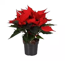 Пуансеттия (молочай красивейший) красный - Euphorbia pulcherrima D10 H20