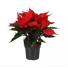Пуансеттия (молочай красивейший) красный - Euphorbia pulcherrima D10 H20