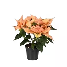 Пуансеттия (молочай красивейший) оранжевый - Euphorbia pulcherrima D10 H20
