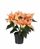 Пуансеттия (молочай красивейший) оранжевый - Euphorbia pulcherrima D10 H20