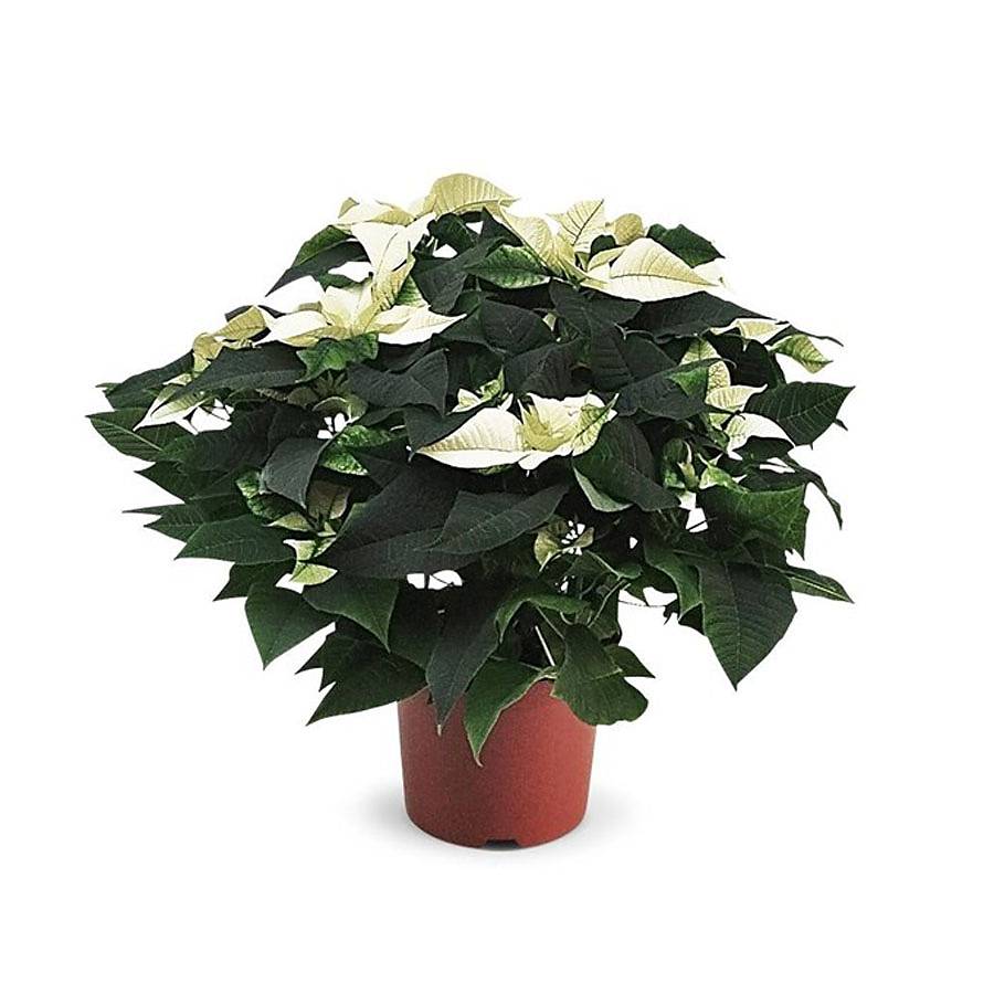 Пуансеттия (молочай красивейший) белый - Euphorbia pulcherrima D12 H30