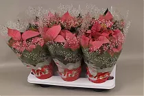 Пуансеттия (молочай красивейший) красный - Euphorbia pulcherrima D12 H30