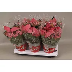 Пуансеттия (молочай красивейший) красный - Euphorbia pulcherrima D12 H30