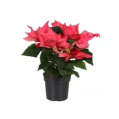 Пуансеттия (молочай красивейший) светло-красный - Euphorbia pulcherrima D12 H30