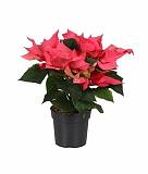 Пуансеттия (молочай красивейший) светло-красный - Euphorbia pulcherrima D12 H30