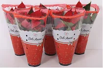 Пуансеттия (молочай красивейший) - Euphorbia pulcherrima D12 H30