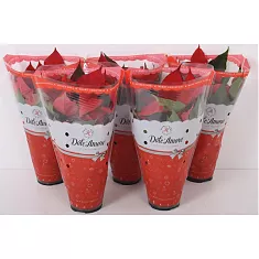 Пуансеттия (молочай красивейший) - Euphorbia pulcherrima D12 H30