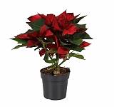 Пуансеттия (молочай красивейший) - Euphorbia pulcherrima D15 H40