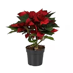 Пуансеттия (молочай красивейший) - Euphorbia pulcherrima D15 H40