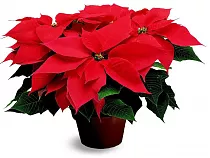 Пуансеттия (молочай красивейший) - Euphorbia pulcherrima D14 H25