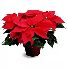 Пуансеттия (молочай красивейший) - Euphorbia pulcherrima D14 H25