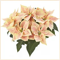 Пуансеттия (молочай красивейший) желтый - Euphorbia pulcherrima D17 H35