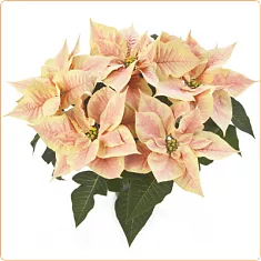 Пуансеттия (молочай красивейший) желтый - Euphorbia pulcherrima D17 H35