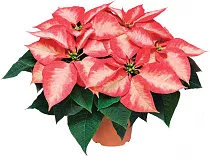 Пуансеттия (молочай красивейший) двух-цветный - Euphorbia pulcherrima D17 H35