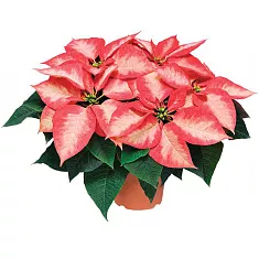 Пуансеттия (молочай красивейший) двух-цветный - Euphorbia pulcherrima D17 H35