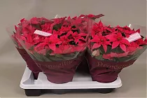 Пуансеттия (молочай красивейший) - Euphorbia pulcherrima D17 H35